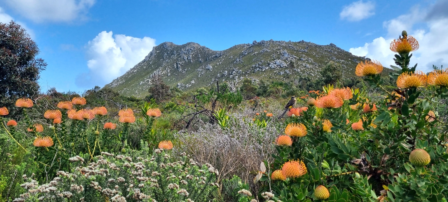Biodiversity crime surge threatens the Cape's natural heritage