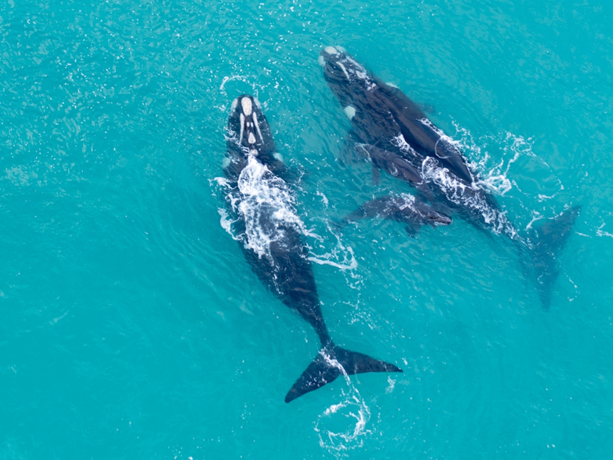 Where to watch whales near Cape Town