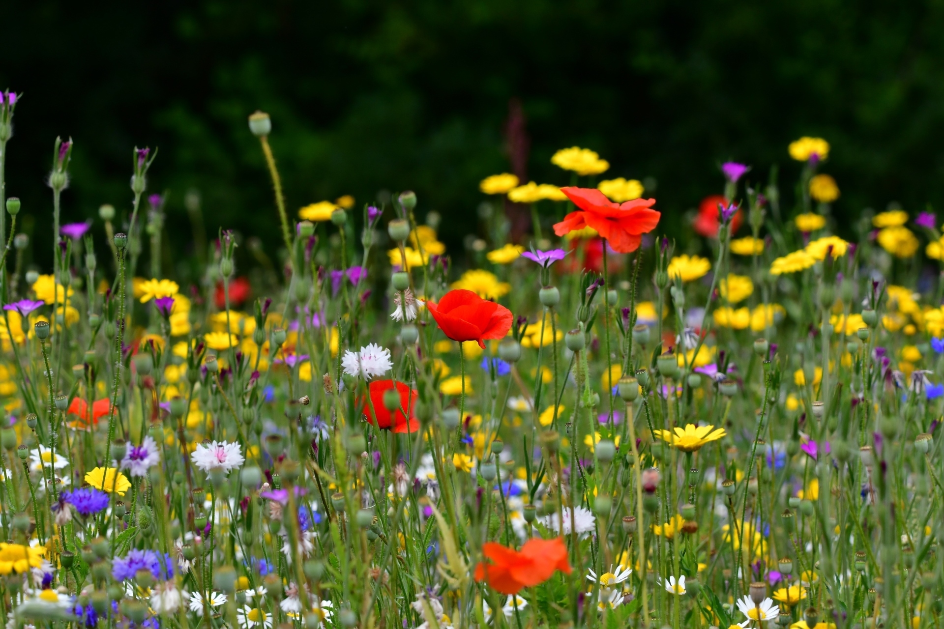 One of the best ‘secret' gardens in Europe is in London