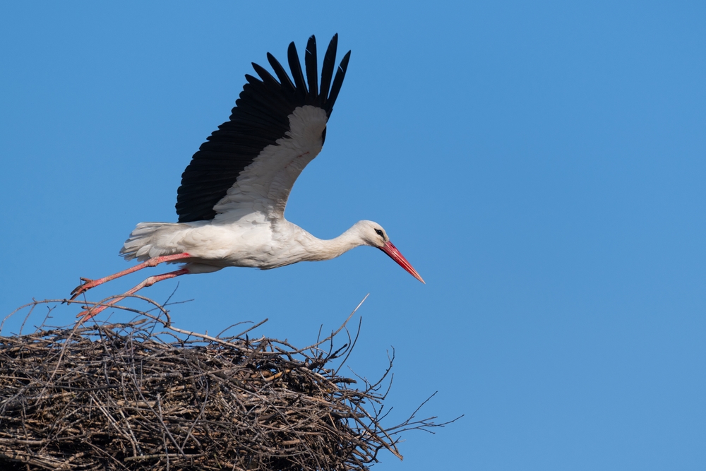 Rare white storks are coming back to London after being extinct for 600 years