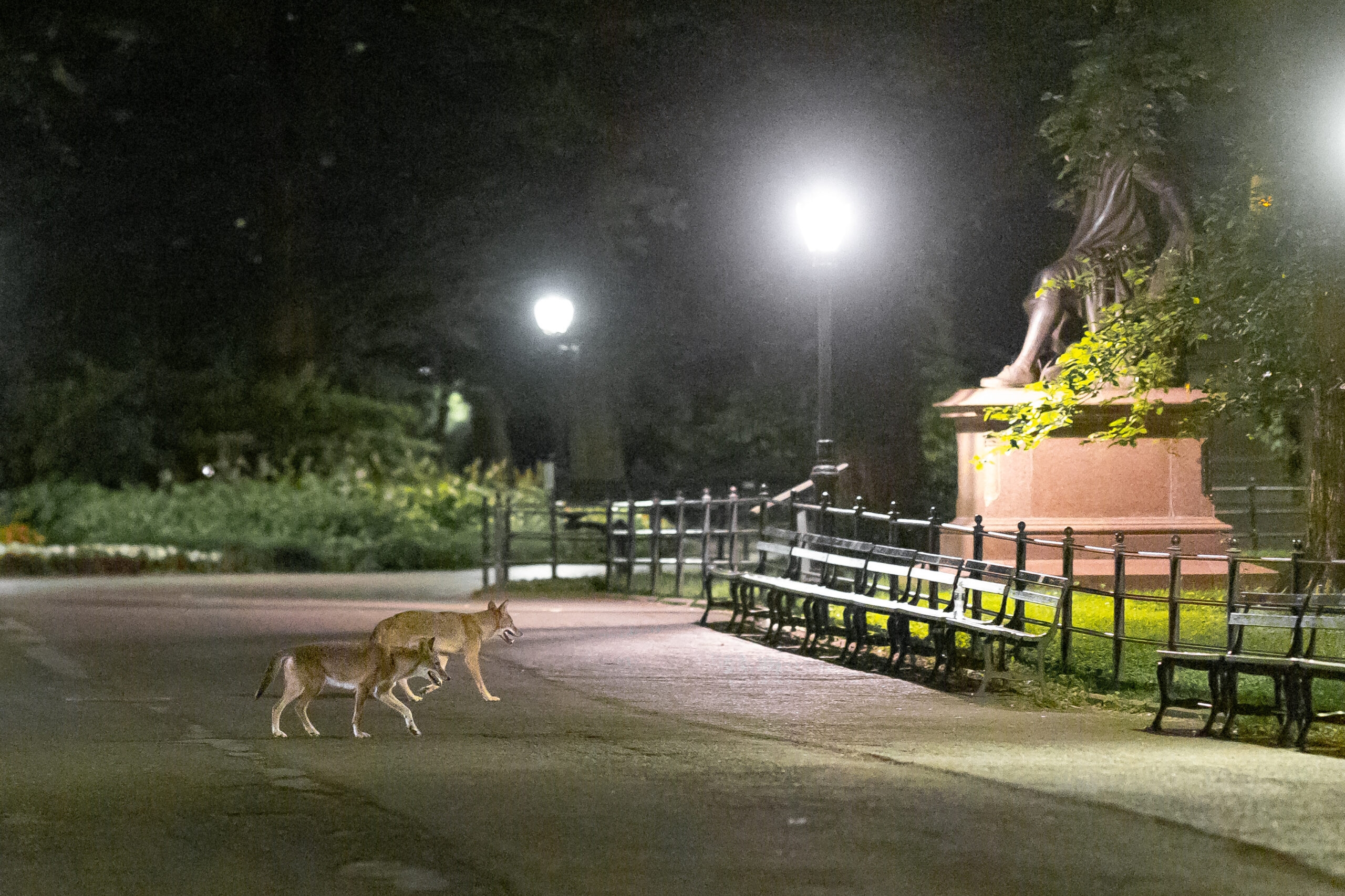 There's a coyote couple living in Central Park and we're obsessed with them