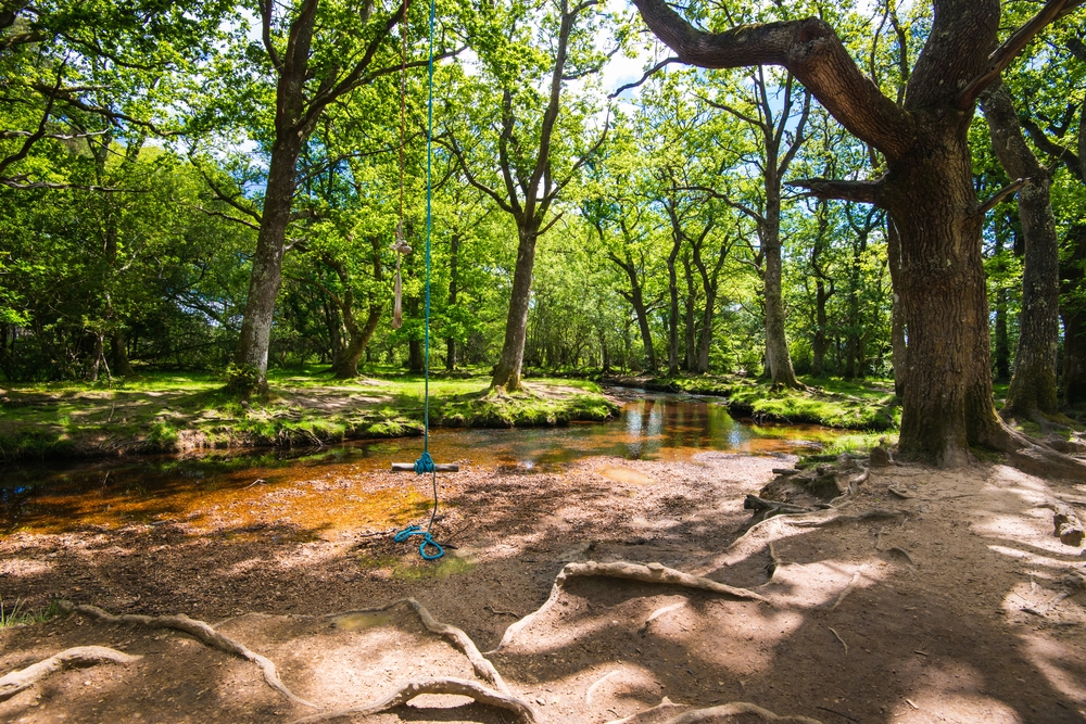 The wild, magical forest that is one of the best day trips from London