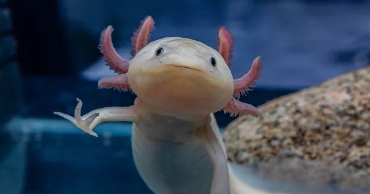 In Search of the Last Wild Axolotls
