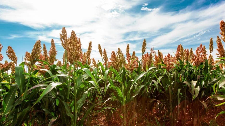 Kansas Farmers Push Sorghum As The Next Superfood Amid Trade War Strains And Surging Stockpiles