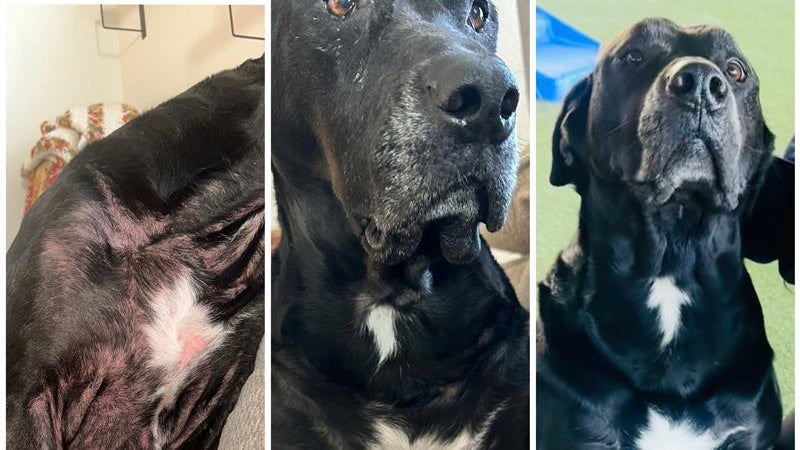 Meet the Faces of Zen: Elanco's Zenrelia(TM) (ilunocitinib tablets) Helps Allergic Dogs Get Back to Normal