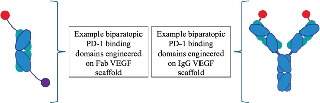 Tharimmune Announces Positive Target Engagement with Novel Biparatopic PD-1/VEGF and Multispecific HER2/HER3 Biologics Leveraging Proprietary EpiClick Technology