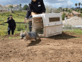 Gray fox rescued from California's Airport Fire set free after rehab