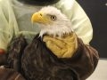 Bald eagle hooked and tangled in fishing line rescued from near-drowning in Texas