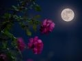 Mild May nights deliver planets, Flower Moon, and the last meteor shower until July