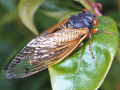 Cicadas 2025: Billions of Brood XIV will soon emerge, is your state on the list?