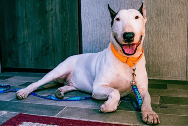 Dog tied to fence during Hurricane Milton inspires Florida law banning pet abandonment in disasters