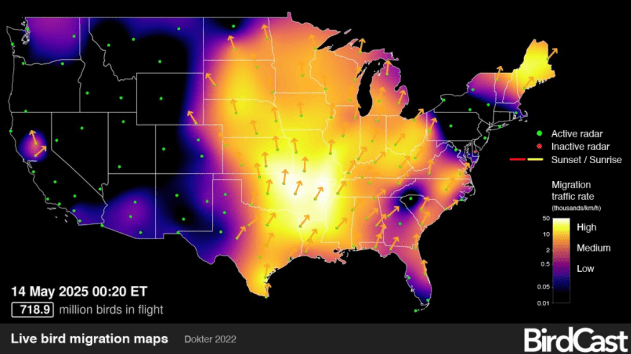 720 million birds flew across the US Tuesday night