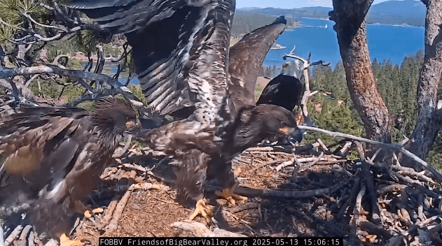 'Fledge watch' underway as Jackie and Shadow's baby eagles prepare to fly for the first time