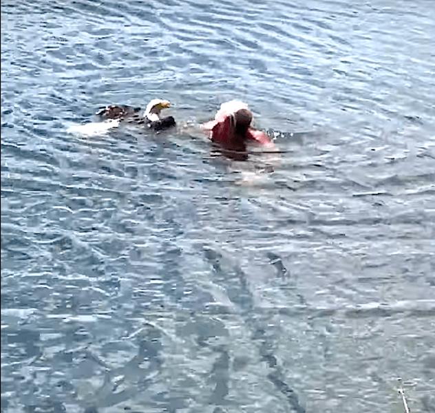 Florida man risks alligator encounter to save struggling bald eagle