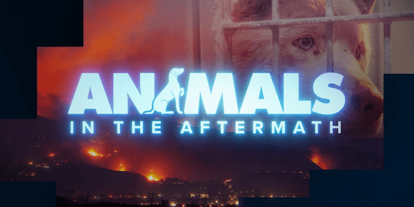 NBCUniversal Local to Tell the Stories of the Animals Impacted by the Los Angeles Wildfires