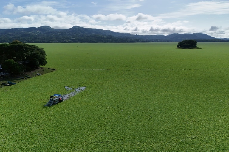 'Water lettuce' chokes tourism, fishing at El Salvador lake