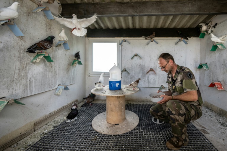 France's military pigeons race in memory of brave predecessors