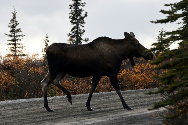 Moose meat and antlers caused Alaska plane crash: report