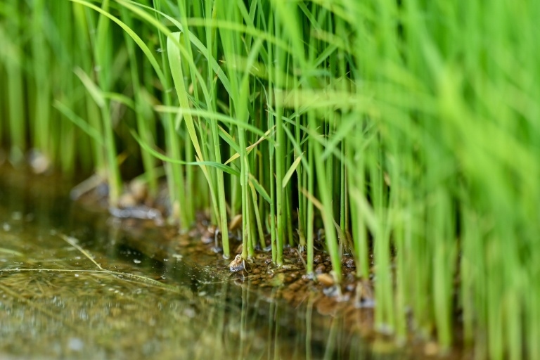 Japan's sticky problem with Trump, tariffs and rice