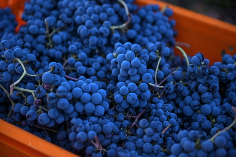 Locals toil as experts toast Turkish wine renaissance
