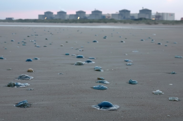 France restarts nuclear plant after jellyfish invasion