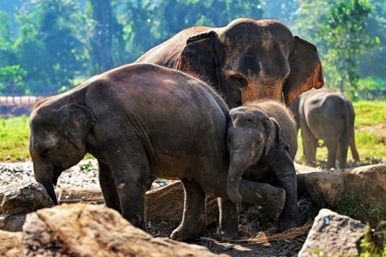 Fruit feast as Sri Lanka's first jumbo orphanage marks golden jubilee