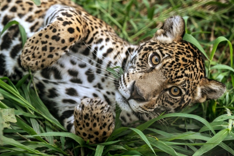 Sao Paulo's pumas under attack as 'stone jungle' threatens rainforest