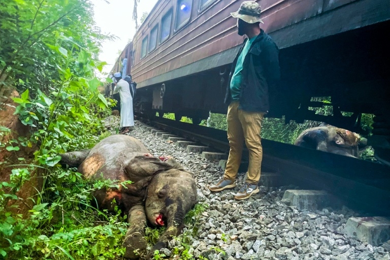 Sri Lanka passenger train kills six elephants