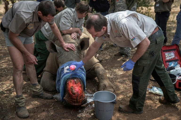 Dehorning of S.African rhinos slashed poaching: study
