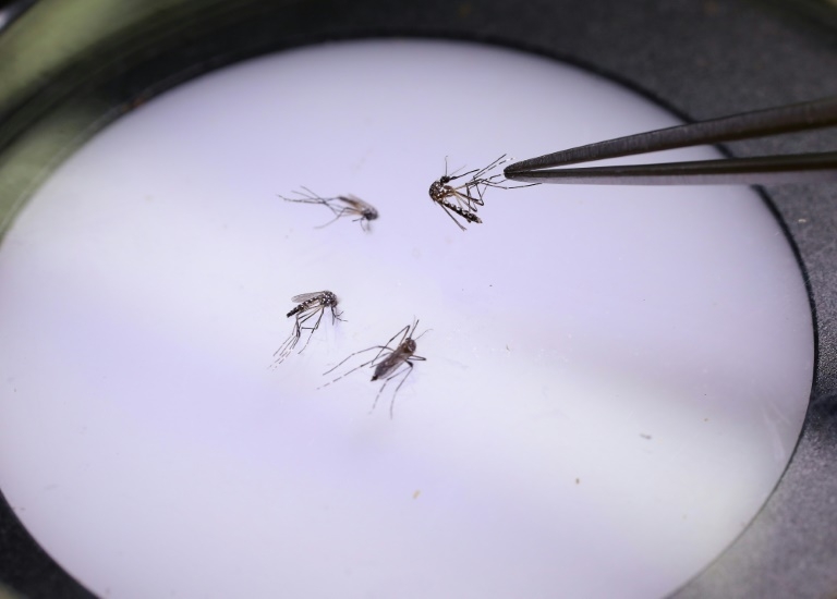 Invasive species cost trillions in damages: study