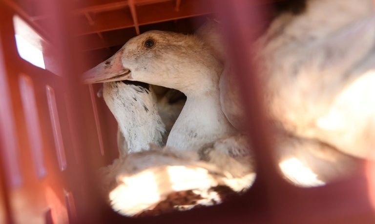 New strain of bird flu confirmed in US