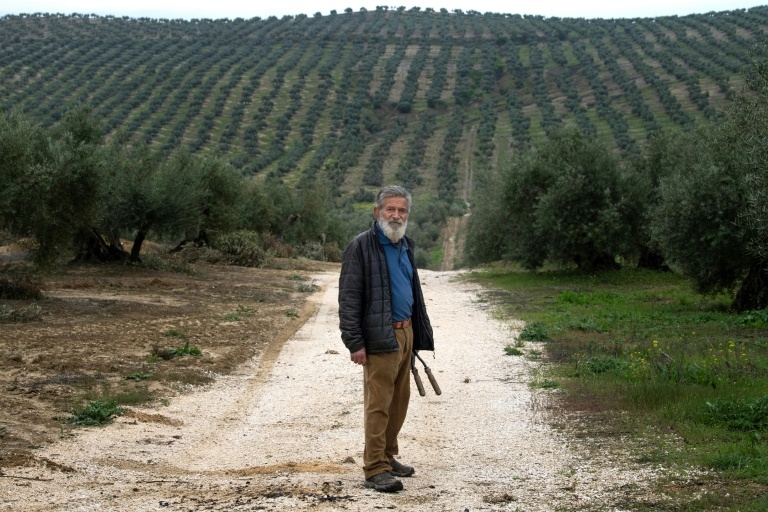 Solar park boom threatens Spain's centuries-old olive trees