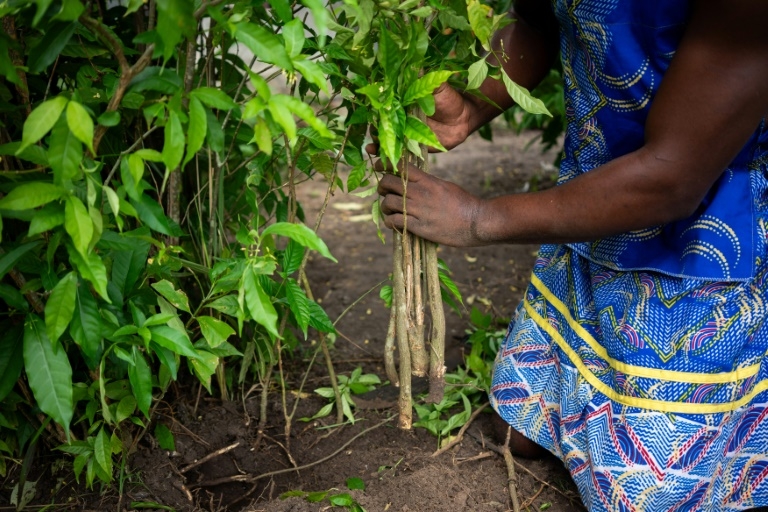 Gabon longs to cash in on sacred hallucinogenic remedy