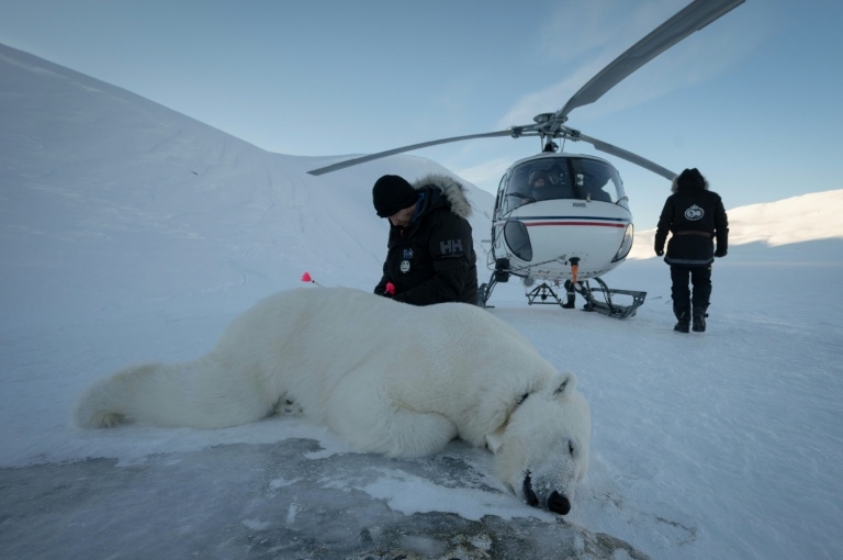 Polar bear biopsies to shed light on Arctic pollutants