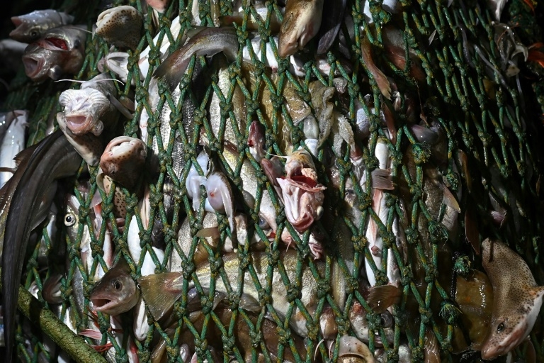 World coming up short on promised marine sanctuaries