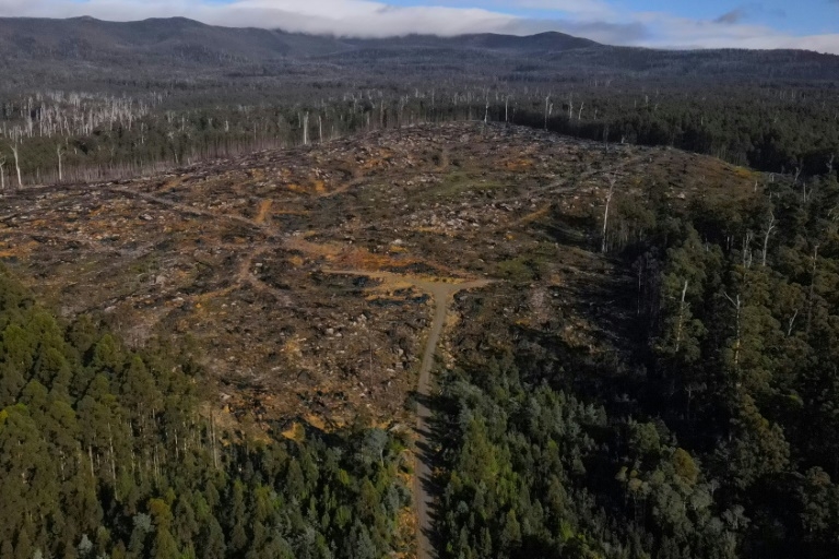 Loggers fell old, native forests on Australian island
