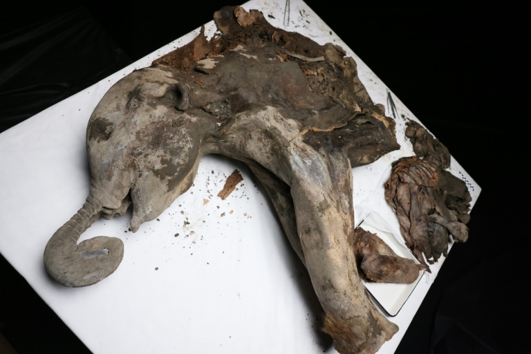 Yana, a 130,000-year-old baby mammoth, goes under the scalpel