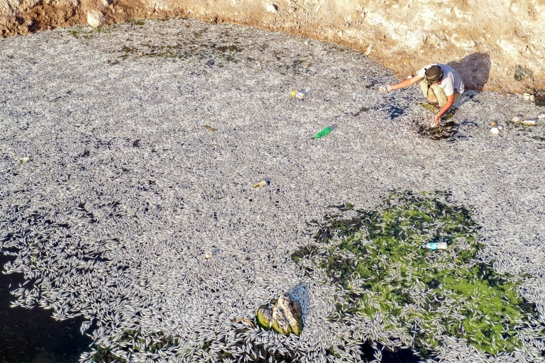 Iraq probes fish die-off in southern marshes