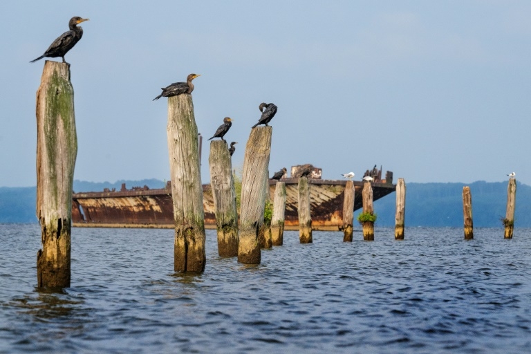 New research reveals where N. American bird populations are crashing