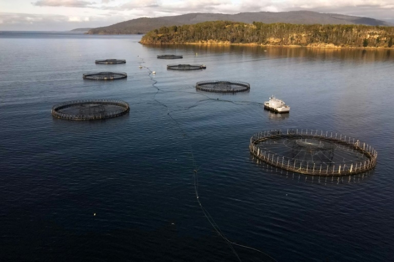 Farmed production of some fish - and seaweed