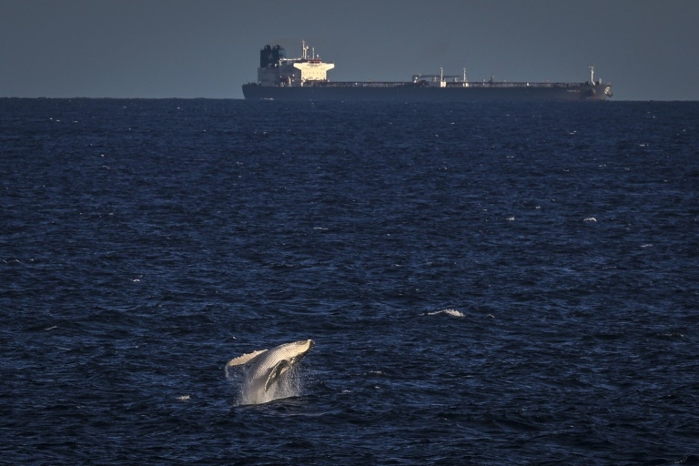 Nations call for 'quieter' ocean to help marine life