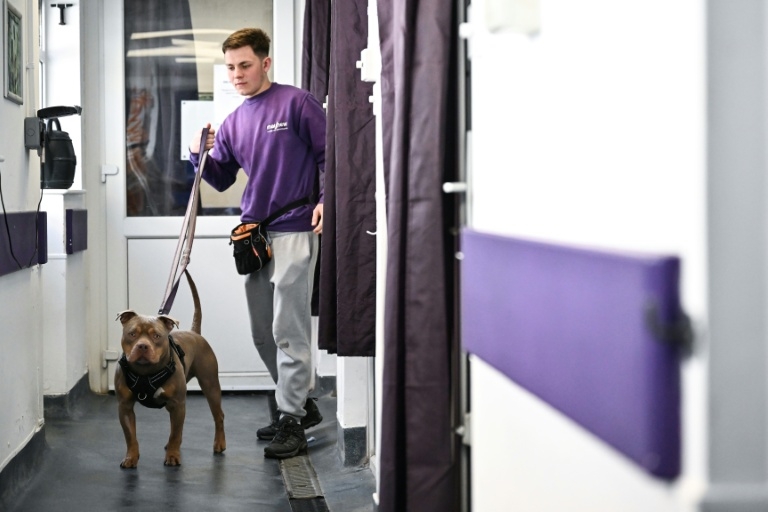Heartbroken Brits abandon pets as living costs bite