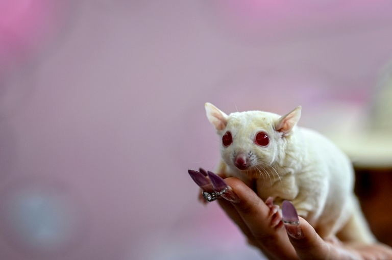 Off leash: China's pet industry shines in ailing economy