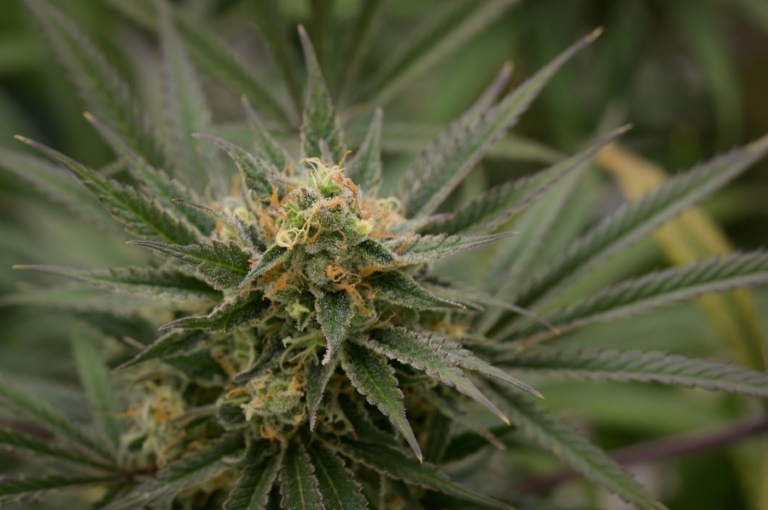 Switzerland mulls legalising recreational cannabis