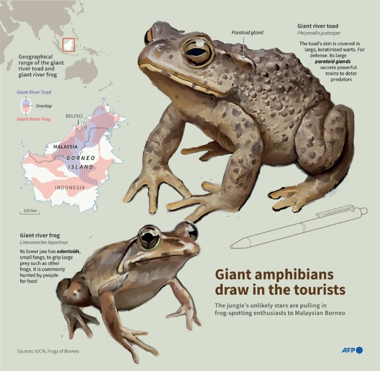 'Frogging' takes off in Borneo's jungle
