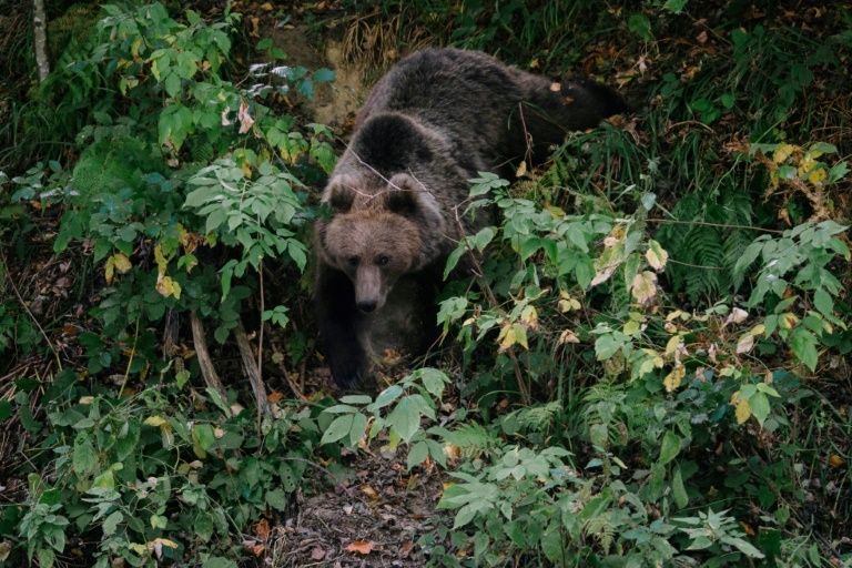 Census shows high number of brown bears in Romania