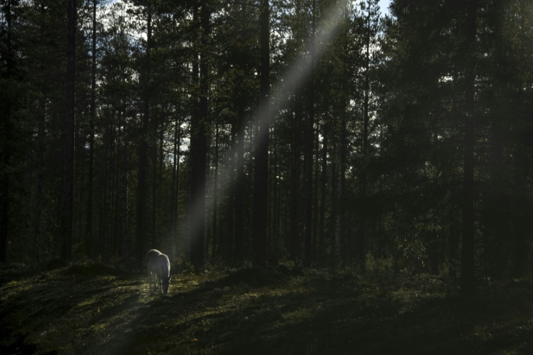 Growing Arctic military presence worries Finland's reindeer herders
