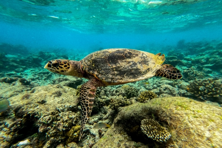 Oceans feel the heat from human climate pollution