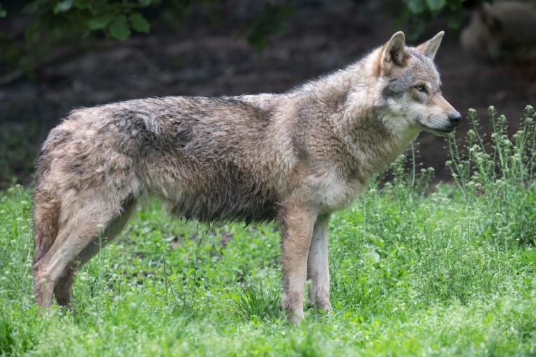 Wolf protection downgrade set for green light in EU