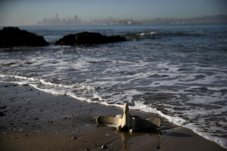 Earliest proof of humans using whale bone tools discovered